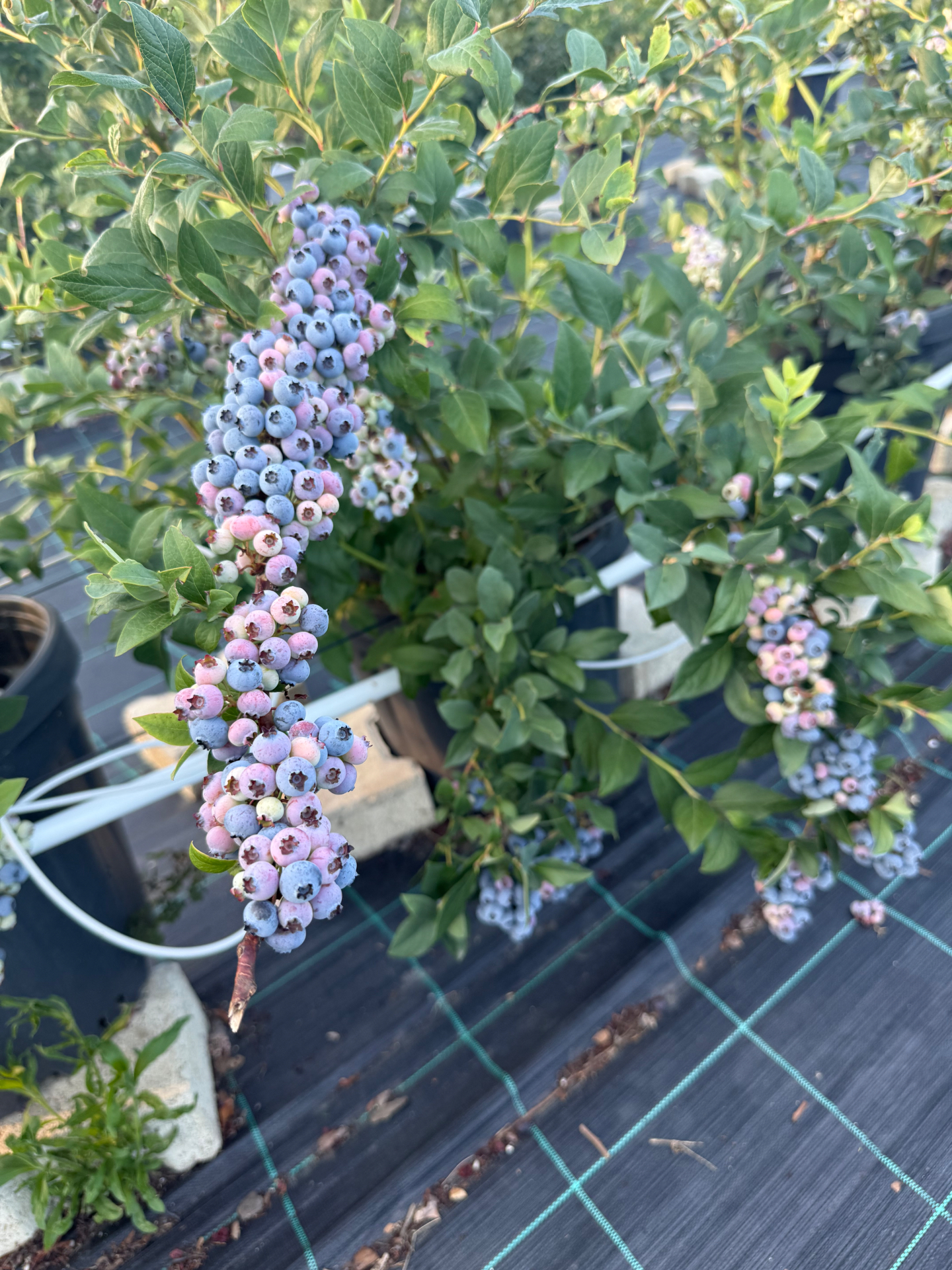 Elliott Yaban Mersini — Ekşi Aromalı Çeşit (16–18 mm) 1 kg