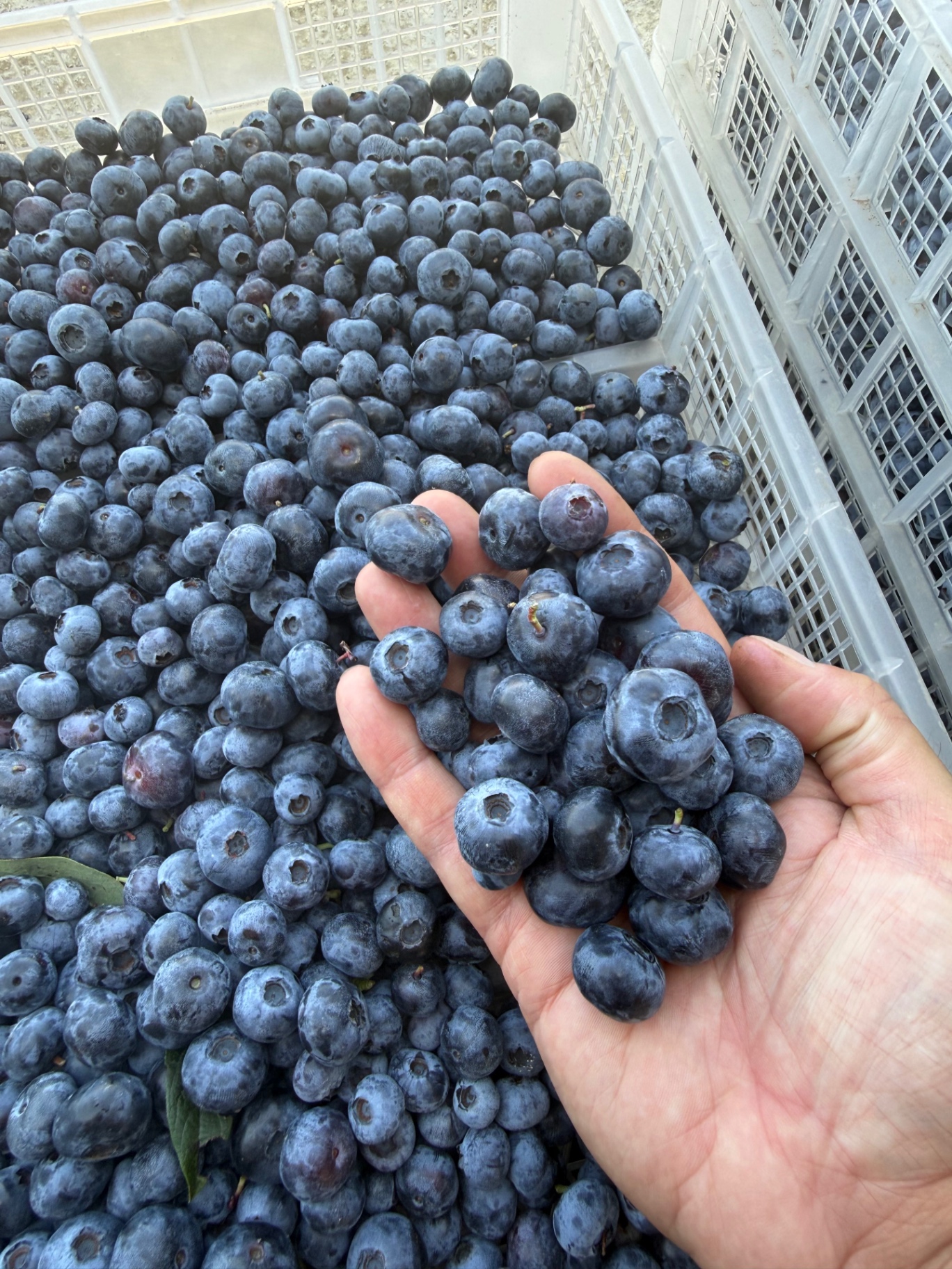 Premium Yaban Mersini — İri Kalibre (20–24 mm) Seçme Hasat 1 kg