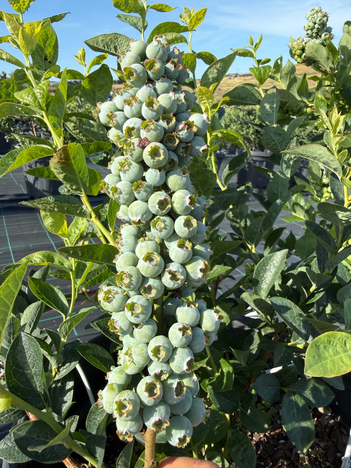 Blueberry Nedir? — Yaban Mersini, Çeşitler ve Türkiye'deki Üretim