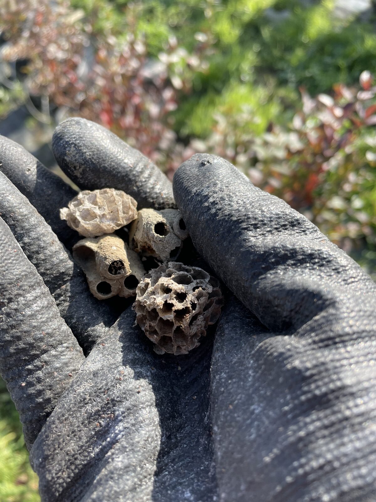 Pestisitsiz yaban mersini hasadı