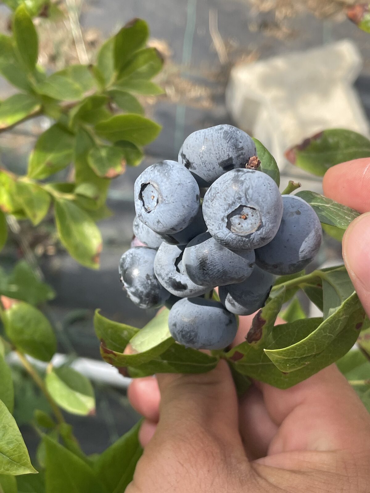 Çatalca'da yaban mersini üretimi