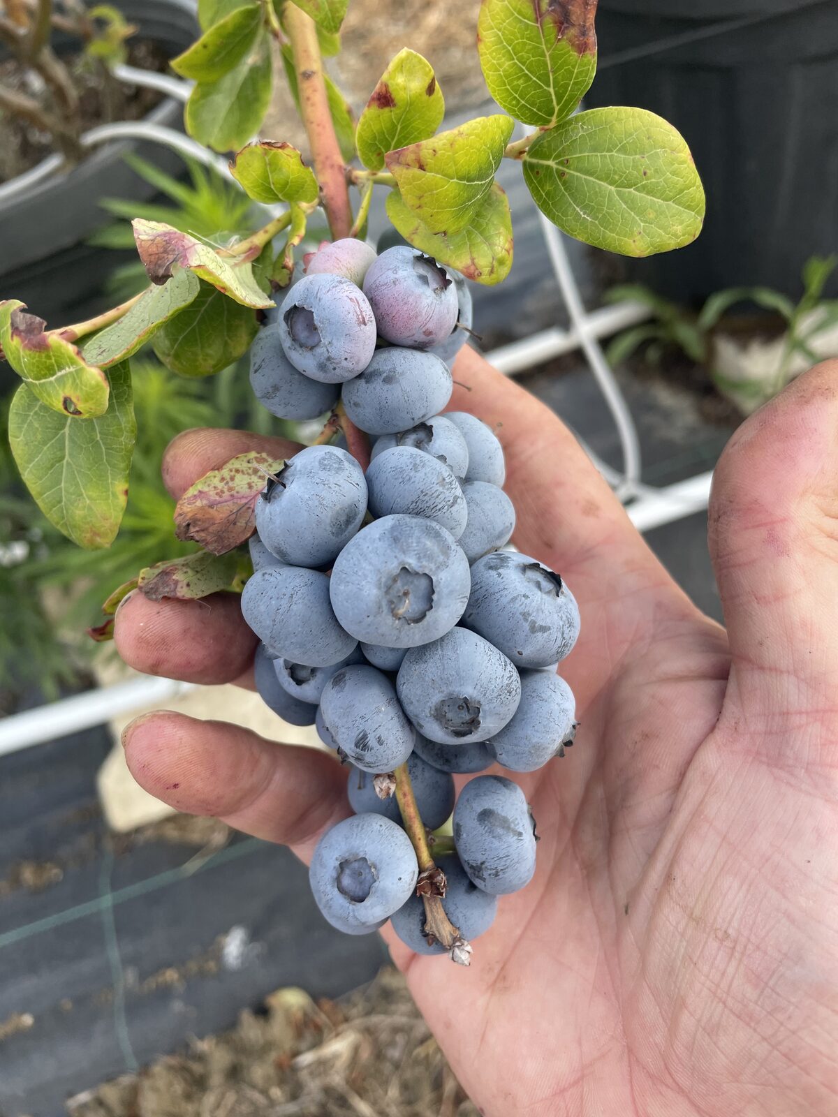 Hasatım yaban mersini bahçesi - Blueberry Nedir? — Yaban Mersini, Çeşitler ve Türkiye'deki Üretim