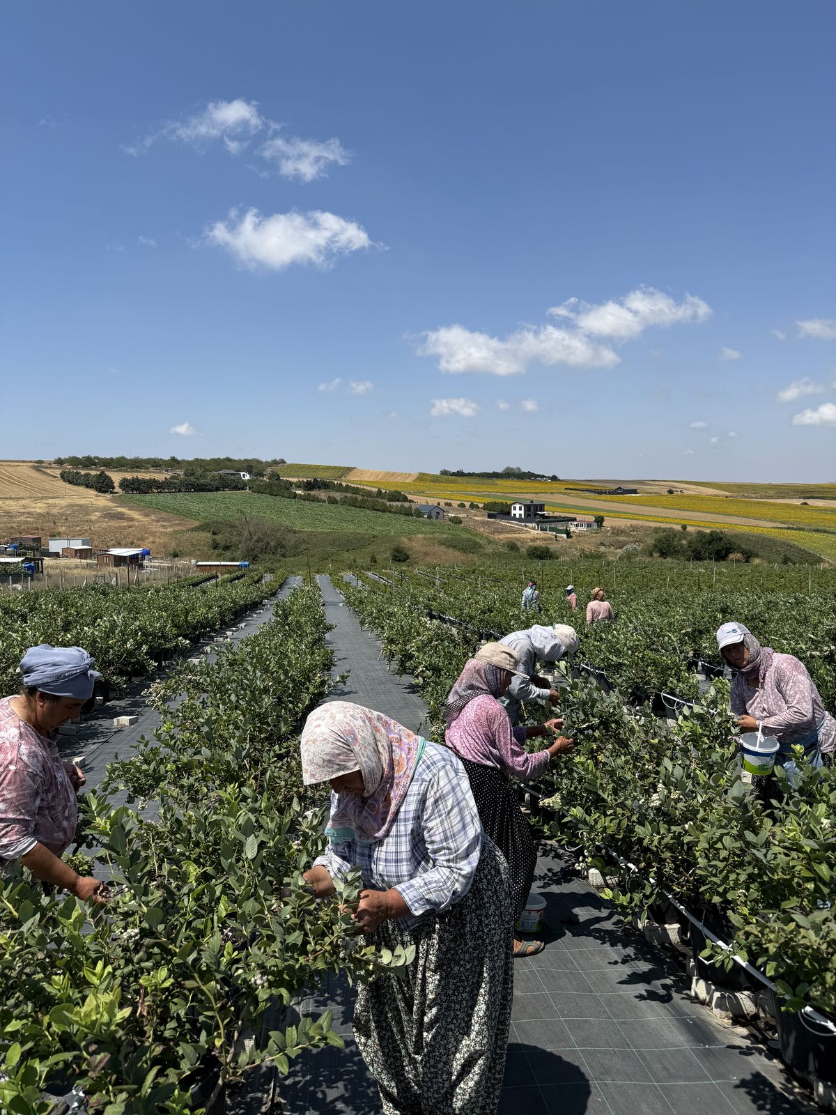 El ile Yaban Mersini Hasadı: Neden Makineye Güvenmiyoruz?