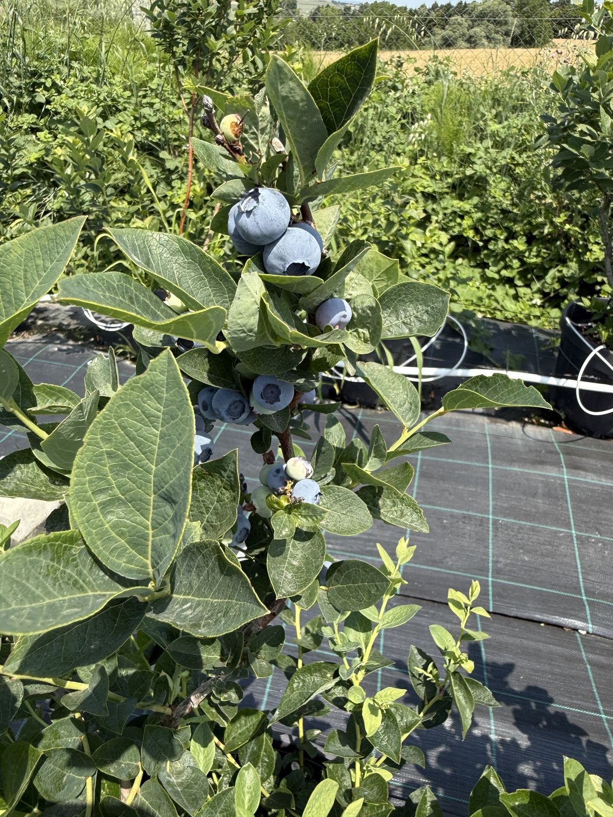 En Lezzetli ve Sağlıklı Yaban Mersini Tarifleri: Hemen Blueberry Al!