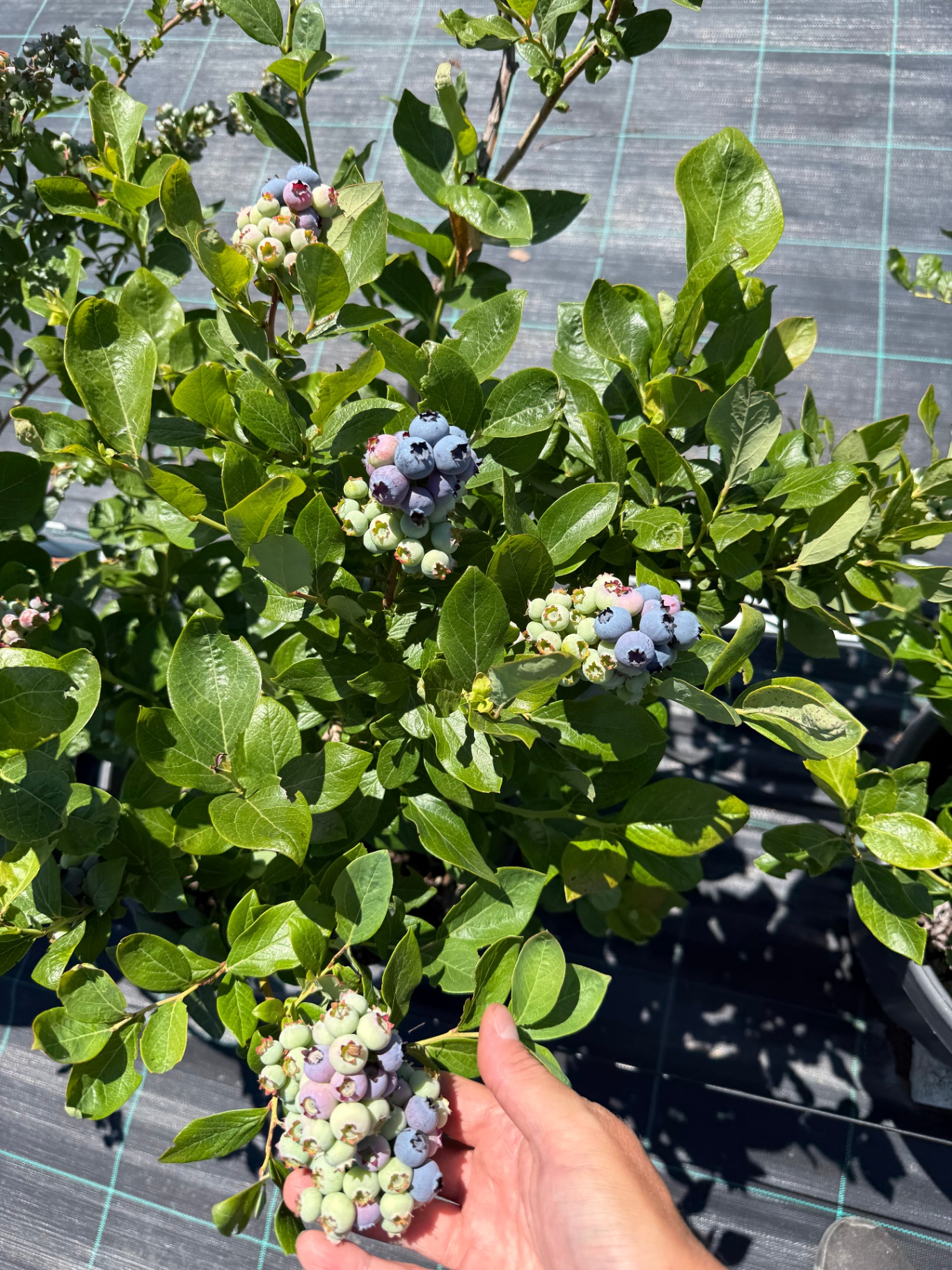Evde Yaban Mersini Yetiştirme — Balkon ve Bahçe için Tam Rehber