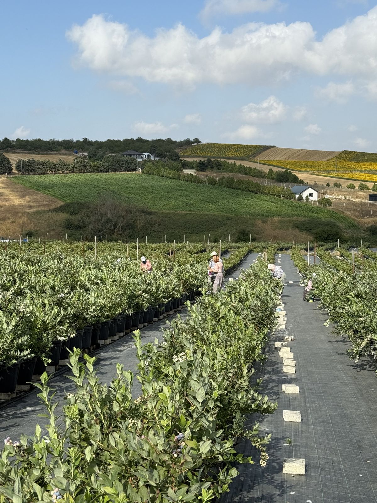 Pestisitsiz Yaban Mersini: Doğal Blueberry Üretiminin Avantajları