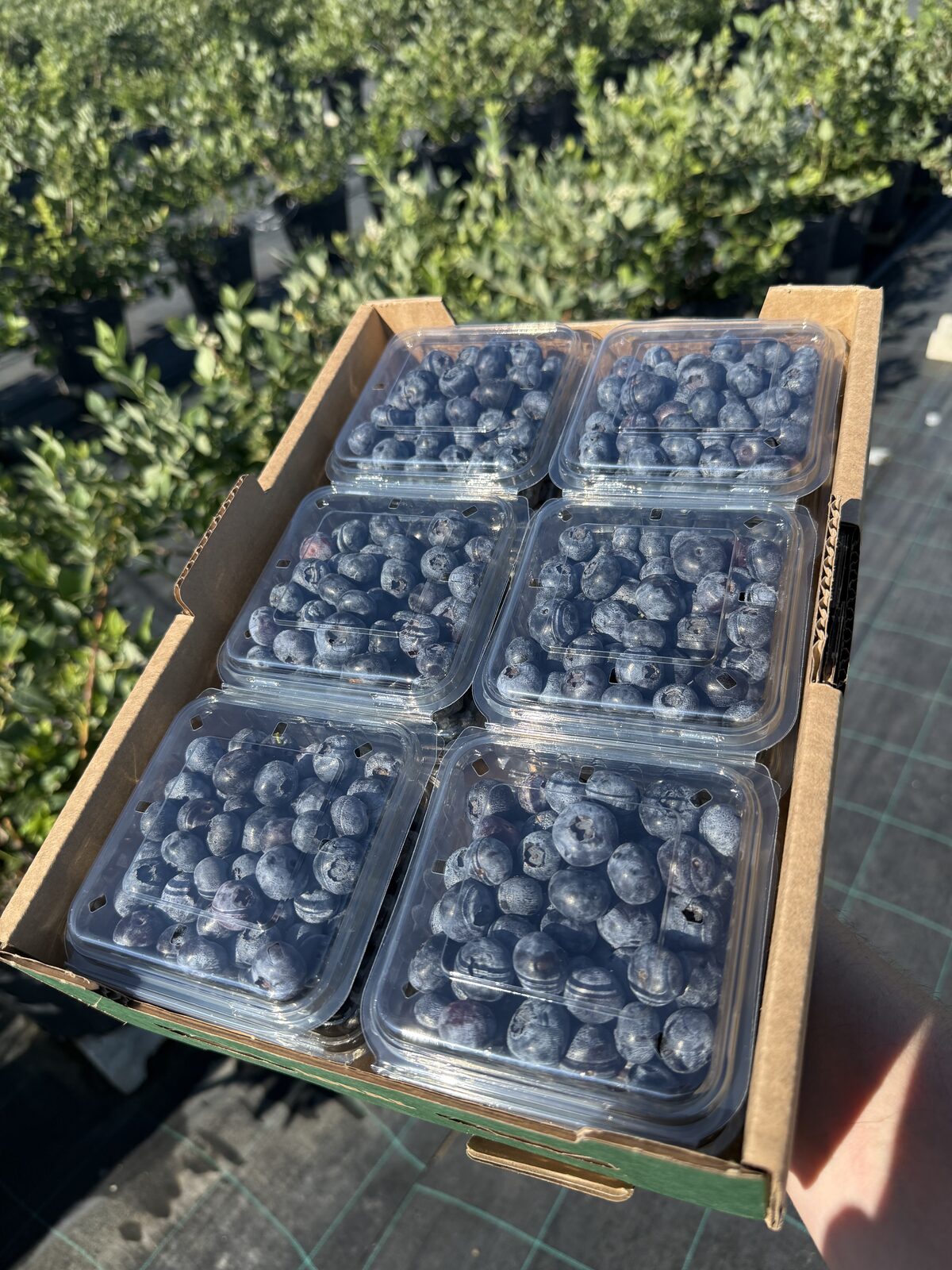 Tek Dokunuş Punnet Paketleme: Yaban Mersini Neden Sadece Bir Kez Dokunulur?