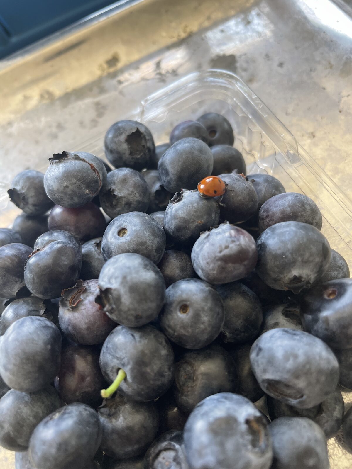 Uğurböcekleri ile Doğal Zararlı Mücadelesi: Pestisitsiz Tarımın Sırrı