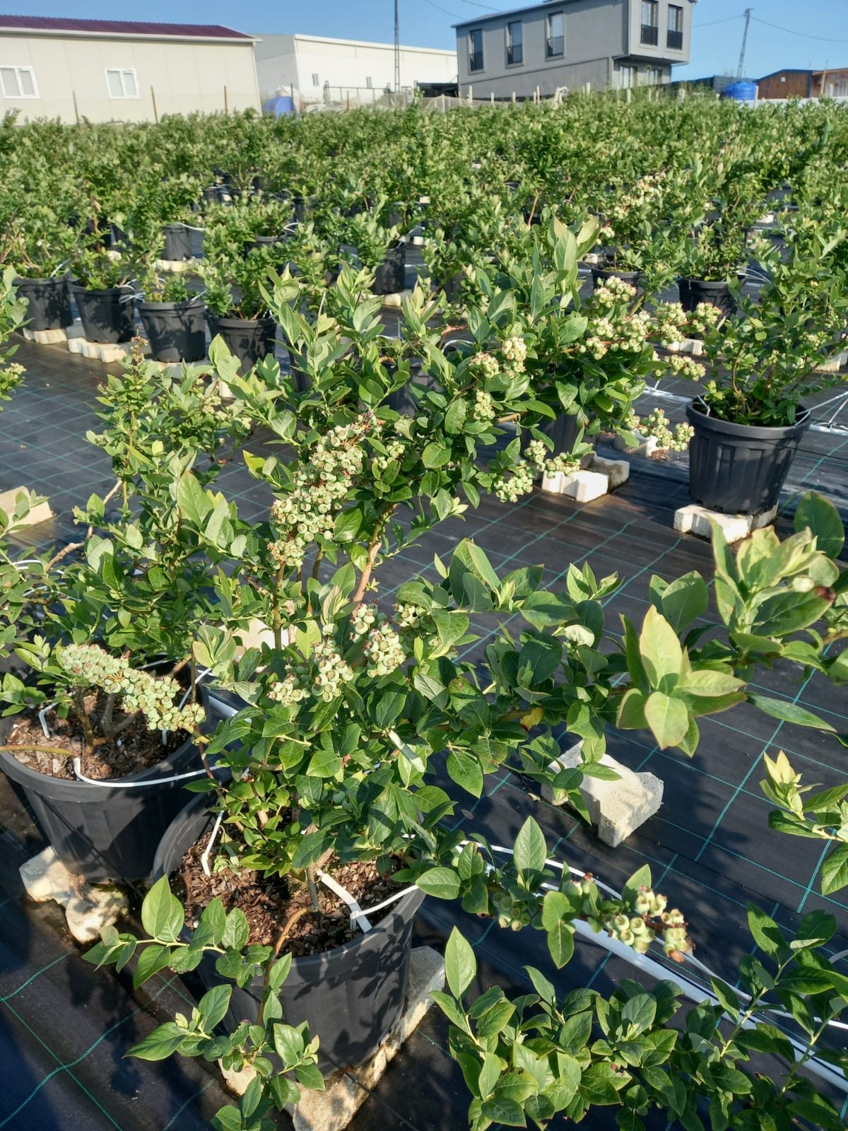 Yaban Mersini Hasat Rehberi: Kaliteli Blueberry İçin Püf Noktalar