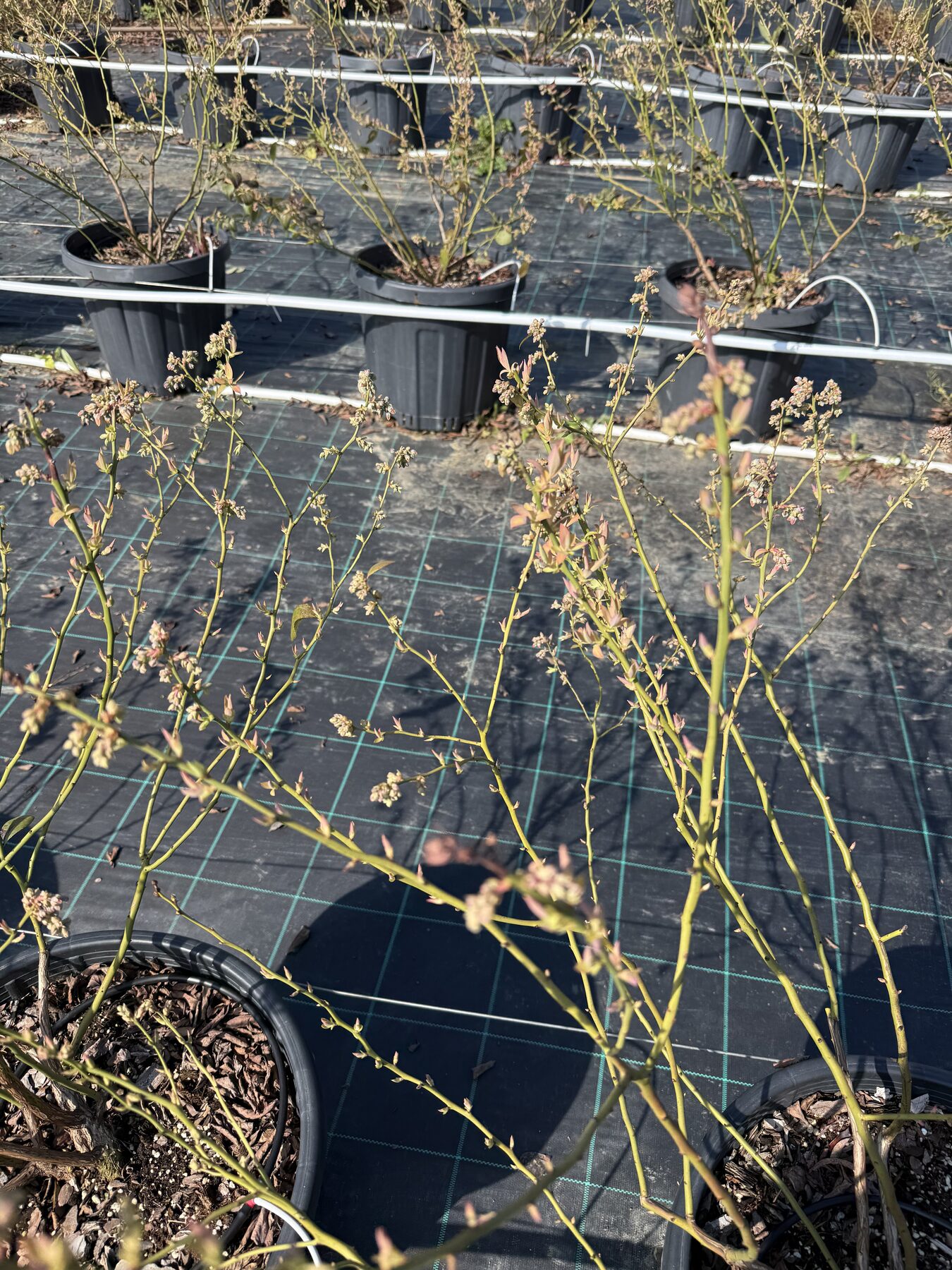 Yaban Mersini Saklama Koşulları: Taze Yaban Mersini Nasıl Korunur?