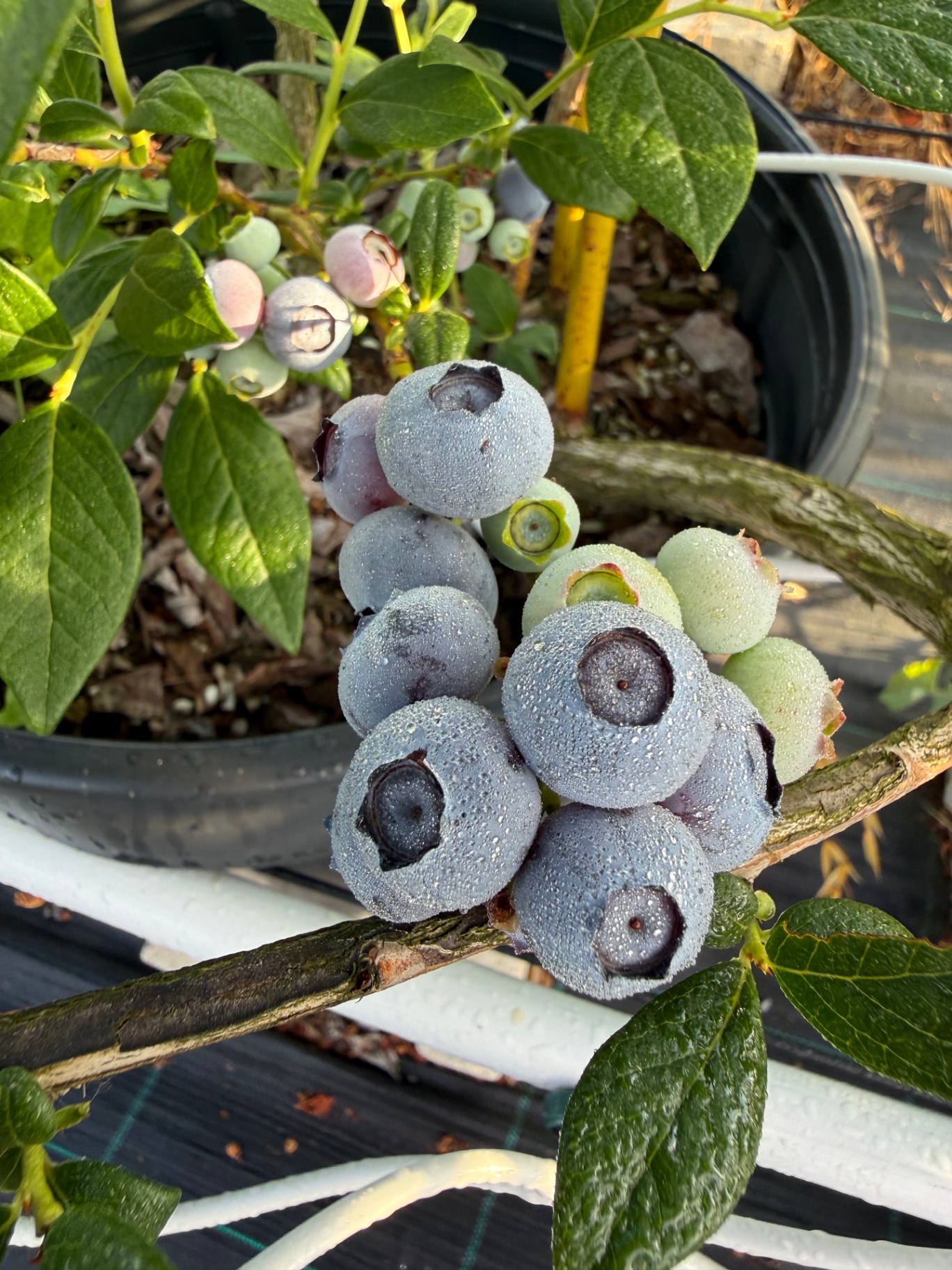 Blueberry Nedir? Yaban Mersini ve Faydaları