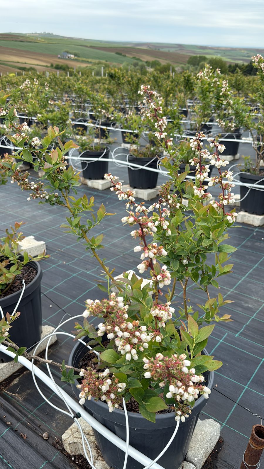 Yaban Mersini Tohumdan Fidan Yetiştirme Rehberi: Adım Adım Blueberry